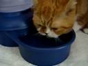Mabon's drinking water ...