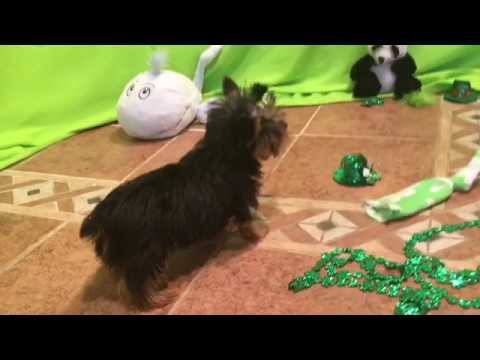 Petey yorkshire terrier puppy