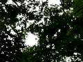 Tikal-Howler Monkeys.MOV