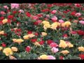Pentru   tine... - videoclip