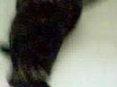 Funny Boring Cat