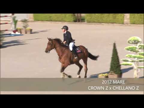 CITA Z YH7 FINAL CSI VALKENSWAARD MAY 2019