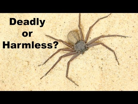 YouTube reptile video