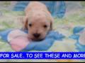 videos de MALTI POO PUPS FOR SALE www.petclassifieds1.com