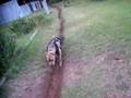 Bruiser Dragging