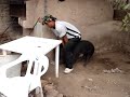 asi se jinetea los puercos en quimichis