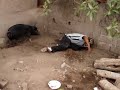 asi se jinetea los puercos en quimichis