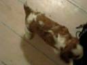 Hvalpe Kennel Funkel - Cavalier King Charles Spaniel Kennel