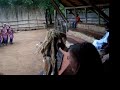 Lion Sleeps Tonight - Swazi style
