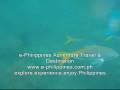 videos de Snorkeling at Dos Palmas, Palawan.wmv