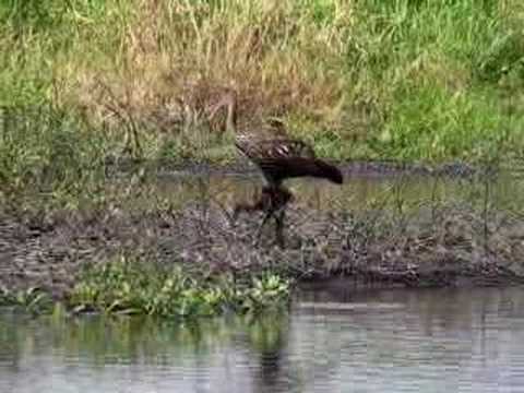 limpkin feeding young