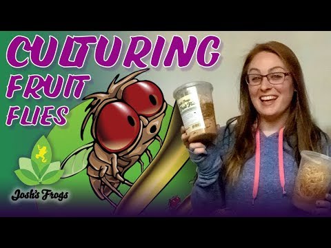 YouTube reptile video