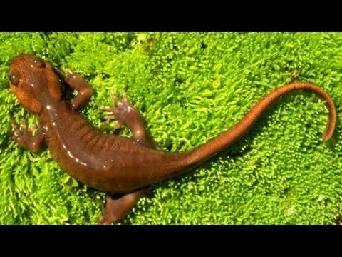Life Returns to Mt. St. Helens