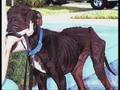 A Dedication to Pit Bulls, Rescuers, & Responsible Owners