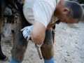 Herrando un caballo