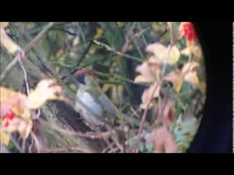 docgreen - A peep into the world of the Green Woodpecker.