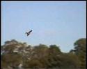 Red Kites