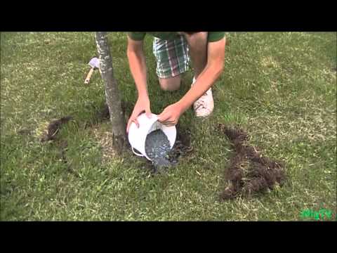 how to fertilize grapefruit trees