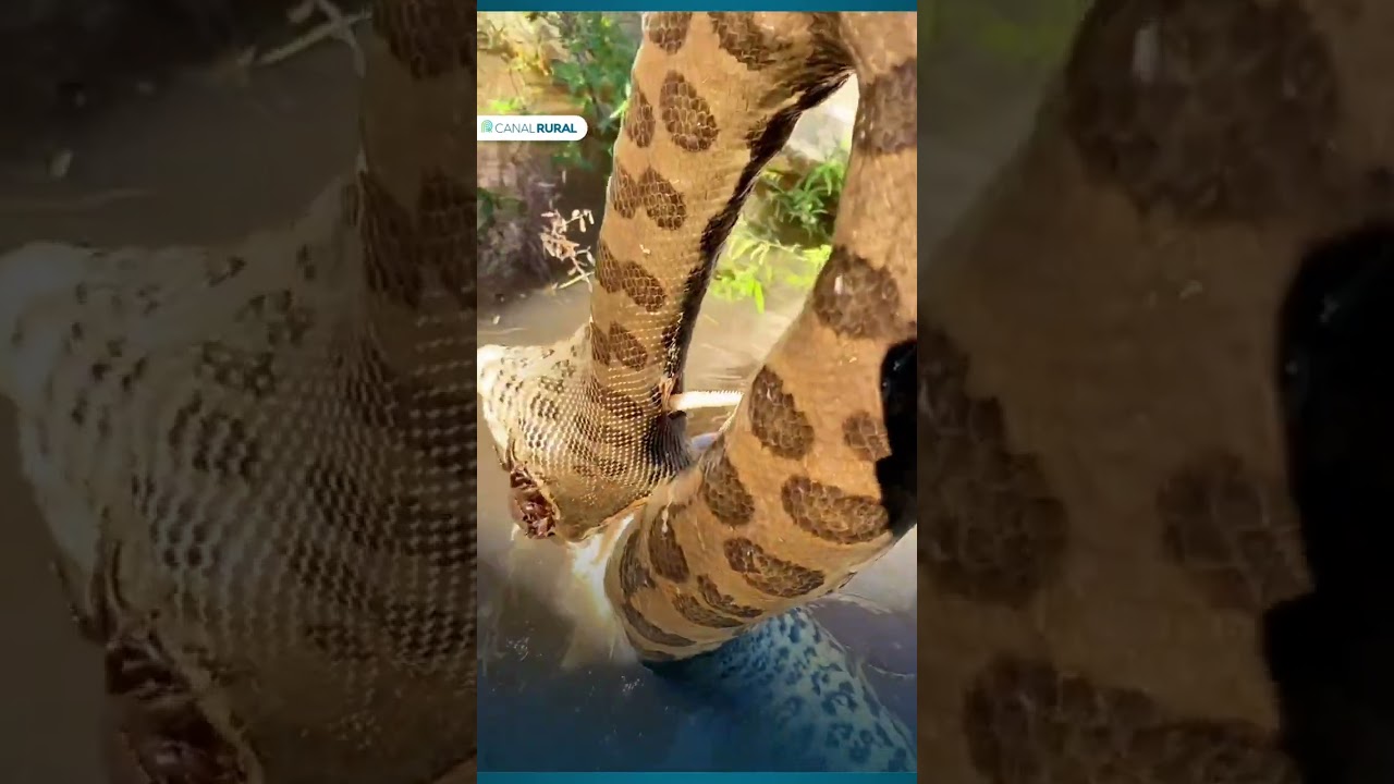 Sucuri fica em situação complicada ao tentar engolir peixe