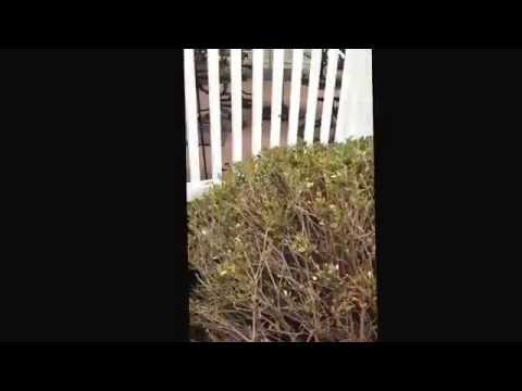 how to fertilize boxwood