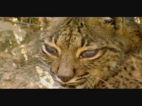0 Lince ibérico, en peligo de extinción