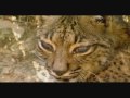 lince ibérico enfermo- Luis Miguel Domínguez Avatar