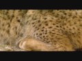 lince ibérico enfermo- Luis Miguel Domínguez Avatar