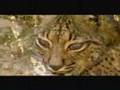 lince ibérico enfermo- Luis Miguel Domínguez Avatar