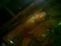 pesce rosso