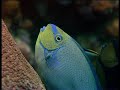 Australia MARINE WORLD (31)