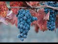 Pictures of Autumn Fall Foliage- Foto Di Panorami d\