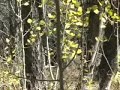 Elk Hunting Elk Hunting