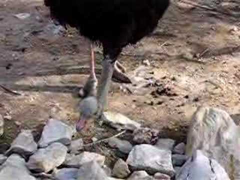 Ostrich