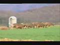 RARE FOOTAGE : 4-TEAM HITCH 