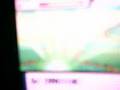 videos de catchin ponyta