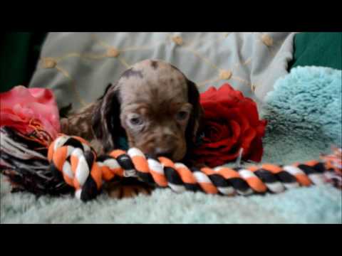 Rocky Road Male Chocolate Dapple DachshundCocker Spaniel Puppy for sale
