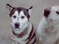 Family Dog Shot by Intruder