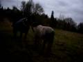 videos de P1070750