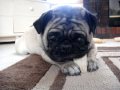 Kitty The Pug Knows You're Watching