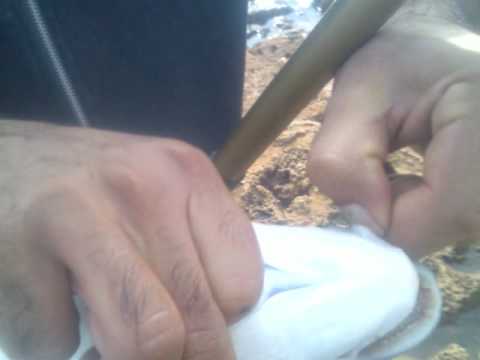 daurade algerie tipaza khemisti