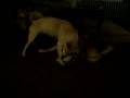 videos de Tsuki 