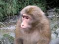 videos de Macacos en Emei Shan