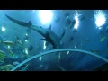 acuario gigante