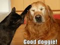 Perros Chistosos