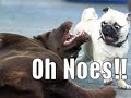 perros chistosos