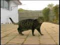 Dancing Rap Cat