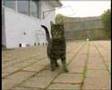 Dancing Rap Cat
