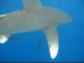 Oceanic Whitetip Shark (Longimanus) attacks my fin