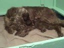 First Day Dorigan Irish Setter  Puppies Part A