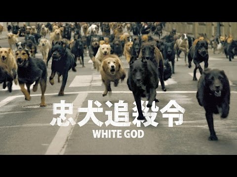 《忠犬追殺令》White God－ 電影開場片段